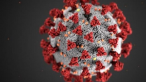 Corona Virus